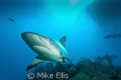 "maverick"  A lone Caribbean reef shark on patrol.
Littl... by Mike Ellis 
